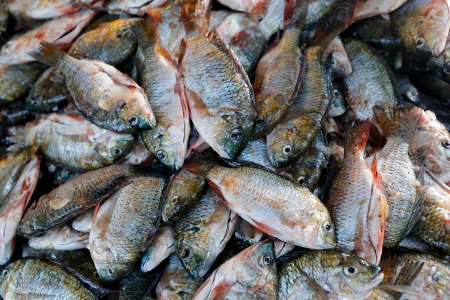 Anvisa não autorizou o consumo de pescado contaminado pelos rejeitos em Mariana