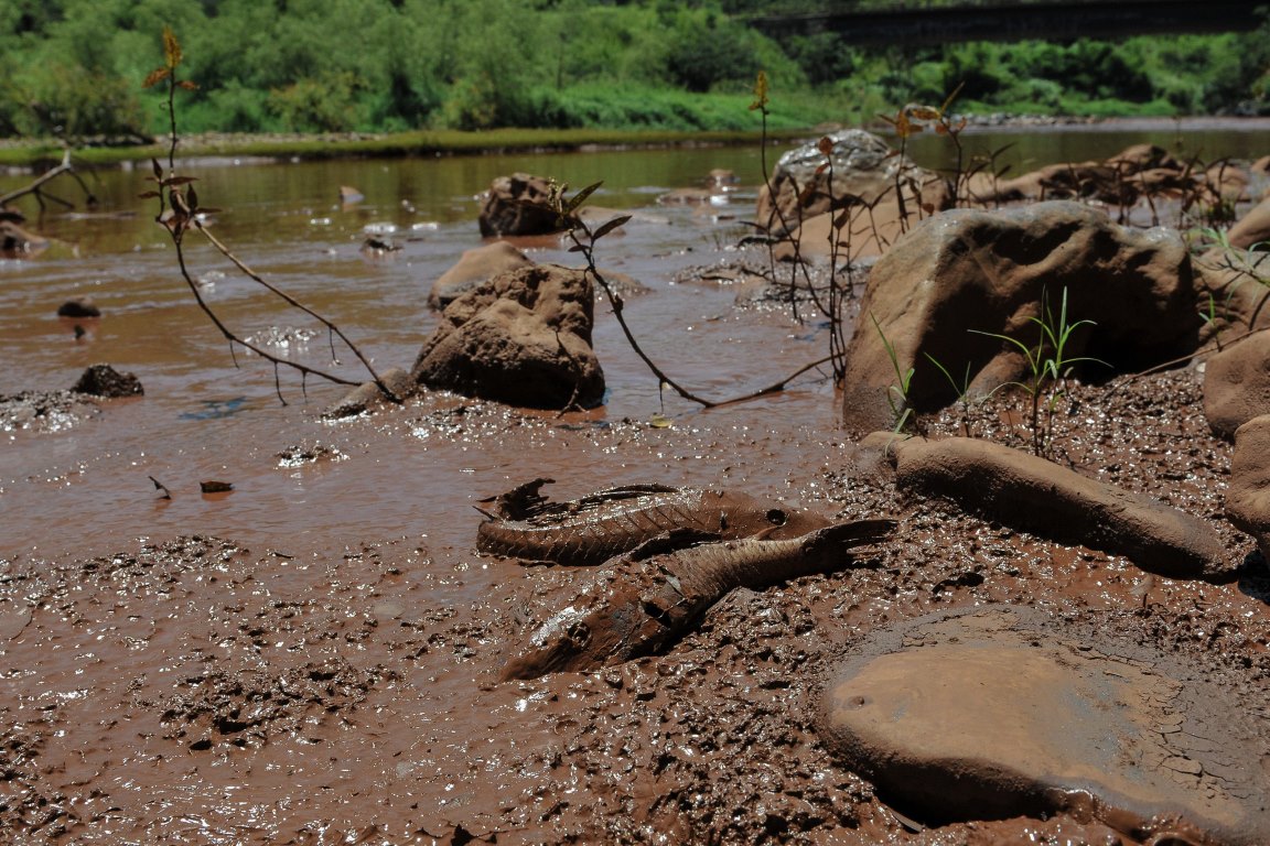 Rejeitos de Brumadinho causam mortes de embriões de peixes